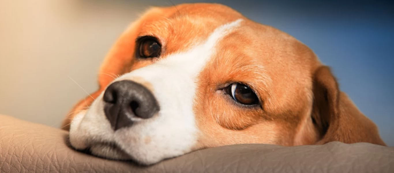 Λέσβος: Άνδρας κακοποιούσε το σκύλο του μπροστά σε ανήλικους και περαστικούς